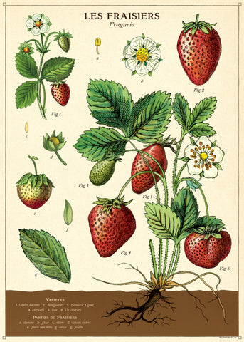 Cavallini & Co Wrap - Strawberry
