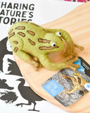 Alpine Tree Frog (Australian Animal) Dragonfly Toys 