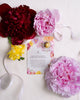 Rose Petals Blooming Tea Affirmation Greeting Card