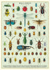CavalliniPoster_GiftWrap_Bugs_Insects_DragonflyTOys