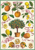 Cavallini Poster/Gift Wrap – L’Orangerie