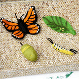 Felt Life Cycle Monarch Butterfly