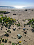 Sea Turtle Soapstone Carving Kit Studiostone Creative, Dragonfly Toys 
