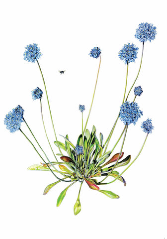 Greeting Card -Brunonia Australis by Ellen Hickma
