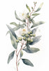 Greeting Card -White Eucalyptus by Nuovo Group