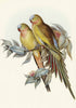 Greeting Card - Princess Parrots by Nuovo Group