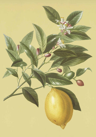 Greeting Card - Lemon on a Branch by Nuovo Group