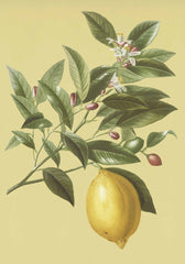 Greeting Card - Lemon on a Branch by Nuovo Group