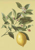 Greeting Card - Lemon on a Branch by Nuovo Group