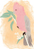 Greeting Card - Pink Galah by Studio Geneva