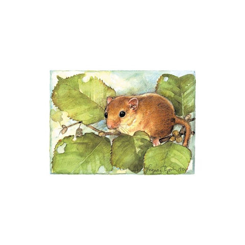 Postcard - Hazel mouse from Narke Sweden