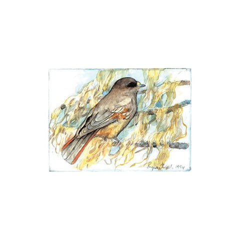 Postcard - Lowland Jay