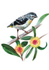 Greeting Card - Pardalote - Daniela Glassop