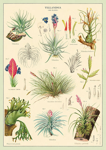 Cavallini Poster/Gift Wrap - Air Plants, Dragonfly Toys