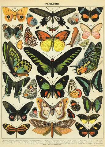 Cavallini & Co Wrap - Butterflies