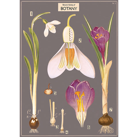Botany Wrap Cavallini Dragonfly Toys