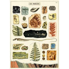 Cavallini & Co Wrap - Fossils