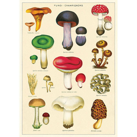 Cavallini & Co Wrap - Fungi Mushroom