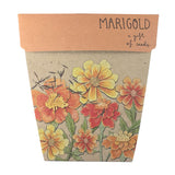 Marigold Seeds by Sow n Sow Dragonfly Toys 