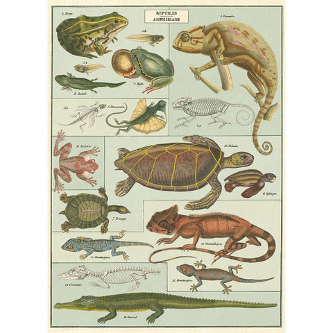 Cavallini & Co Wrap - Reptile and Amphibians