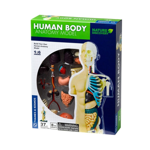 Human Body Anatomy Model by Thames and Cosmos, Dragonfly Toys