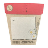 Christmas Greetings Gift of Seeds ( Native Everlasting Daisy), Dragonflytoys 