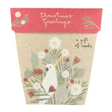 Christmas Greetings Gift of Seeds ( Native Everlasting Daisy), Dragonflytoys 