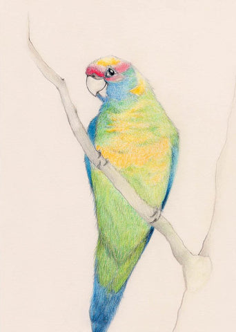 Greeting Card - Ringneck Parrot, Dragonfly Toys 